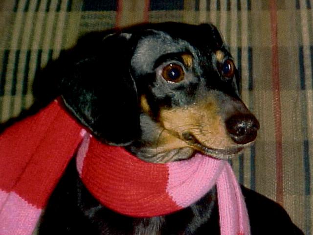 Woody in pink scarf