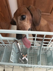 chloe dishwasher chloe dishwasher