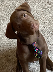 Roper in tie Roper in tie